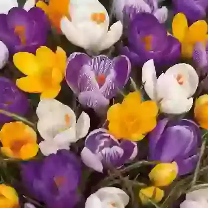 Large Flowering Superior Mixture